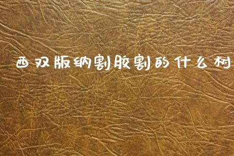 西双版纳割胶割的什么树_https://cj002.lansai.wang_期货问答_第1张