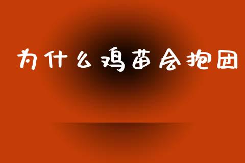 为什么鸡苗会抱团_https://cj002.lansai.wang_期货问答_第1张